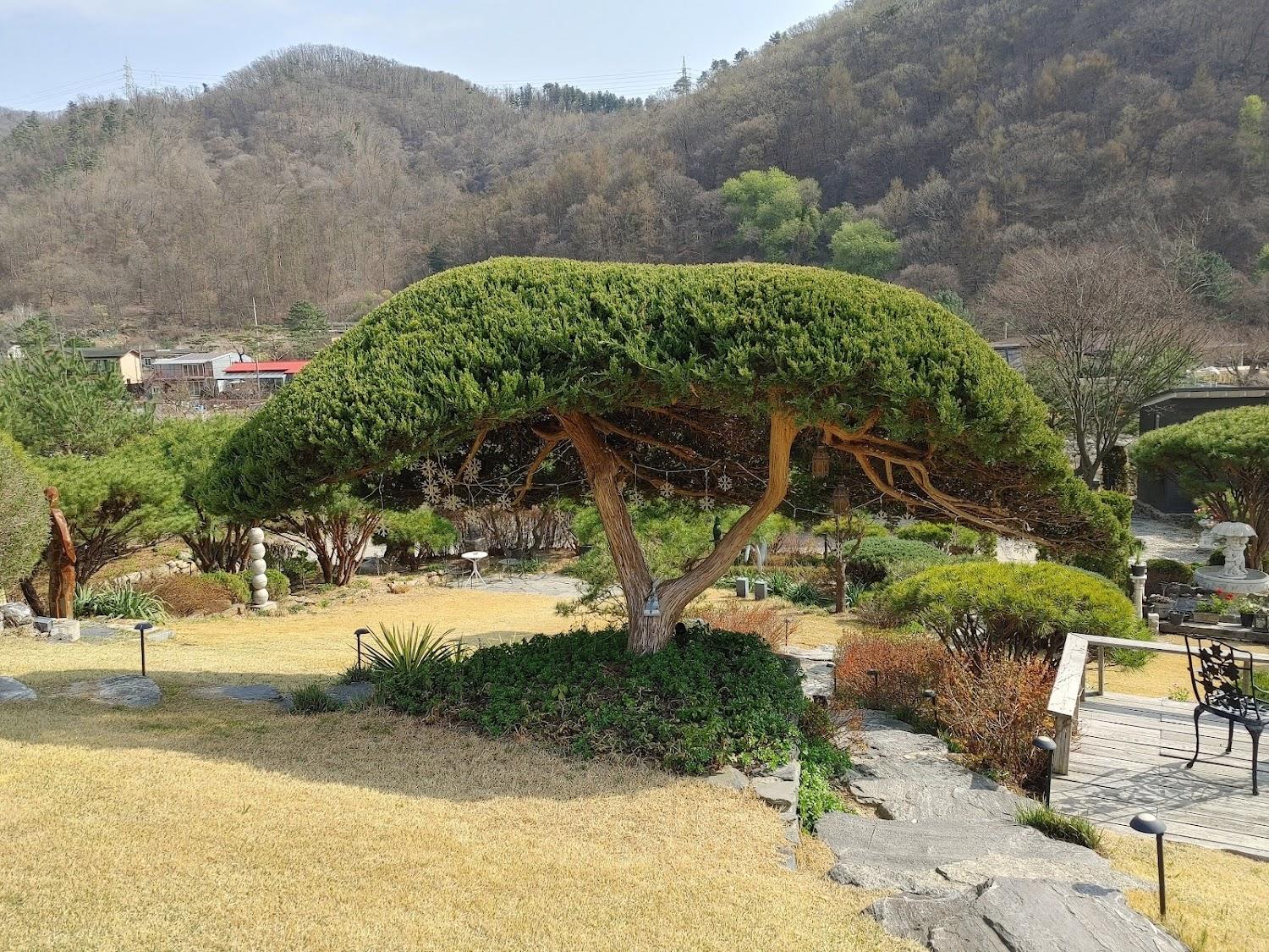 Cover Image for 까사누아