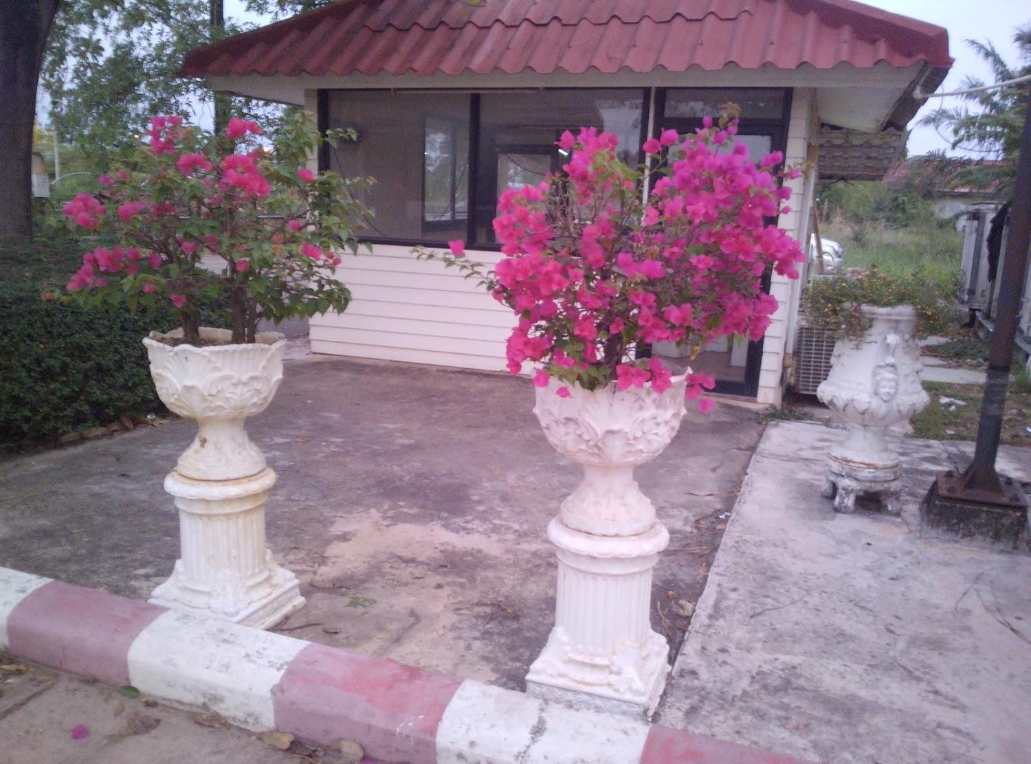 Cover Image for โรงแรมเหมือนฝัน