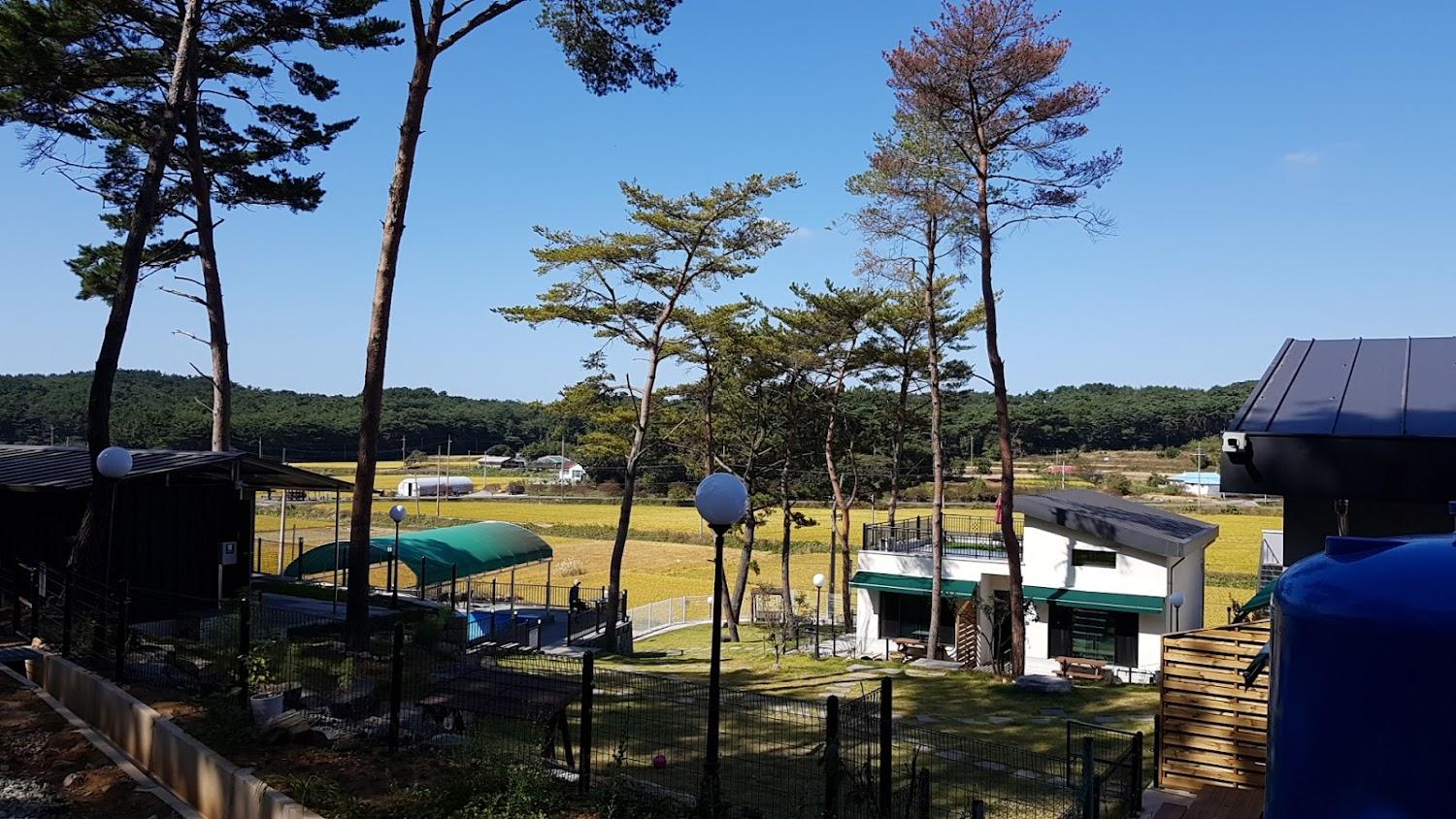 Cover Image for 더놀자 애견펜션