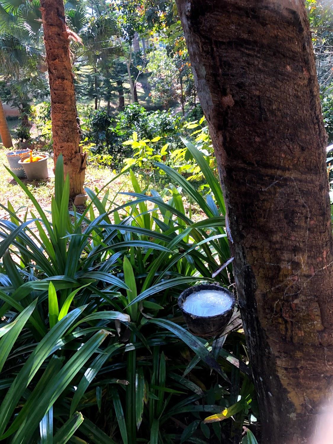 Cover Image for Eco-Park Papae