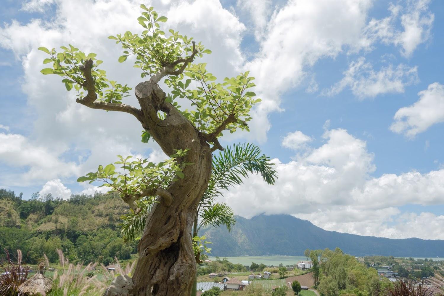 Cover Image for Batur Cliff Panorama