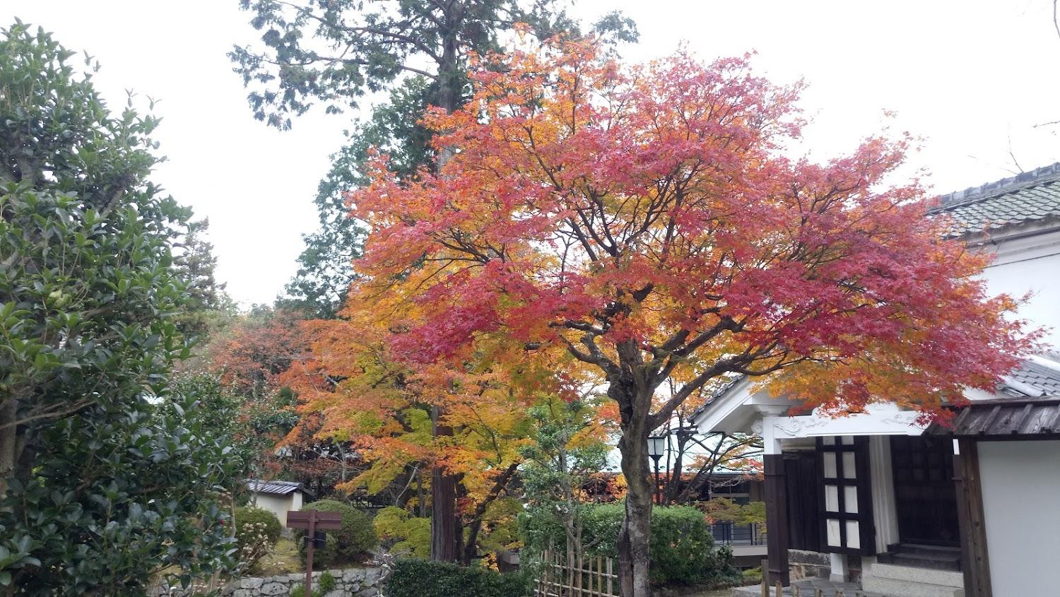 Cover Image for ユースホステル西教寺