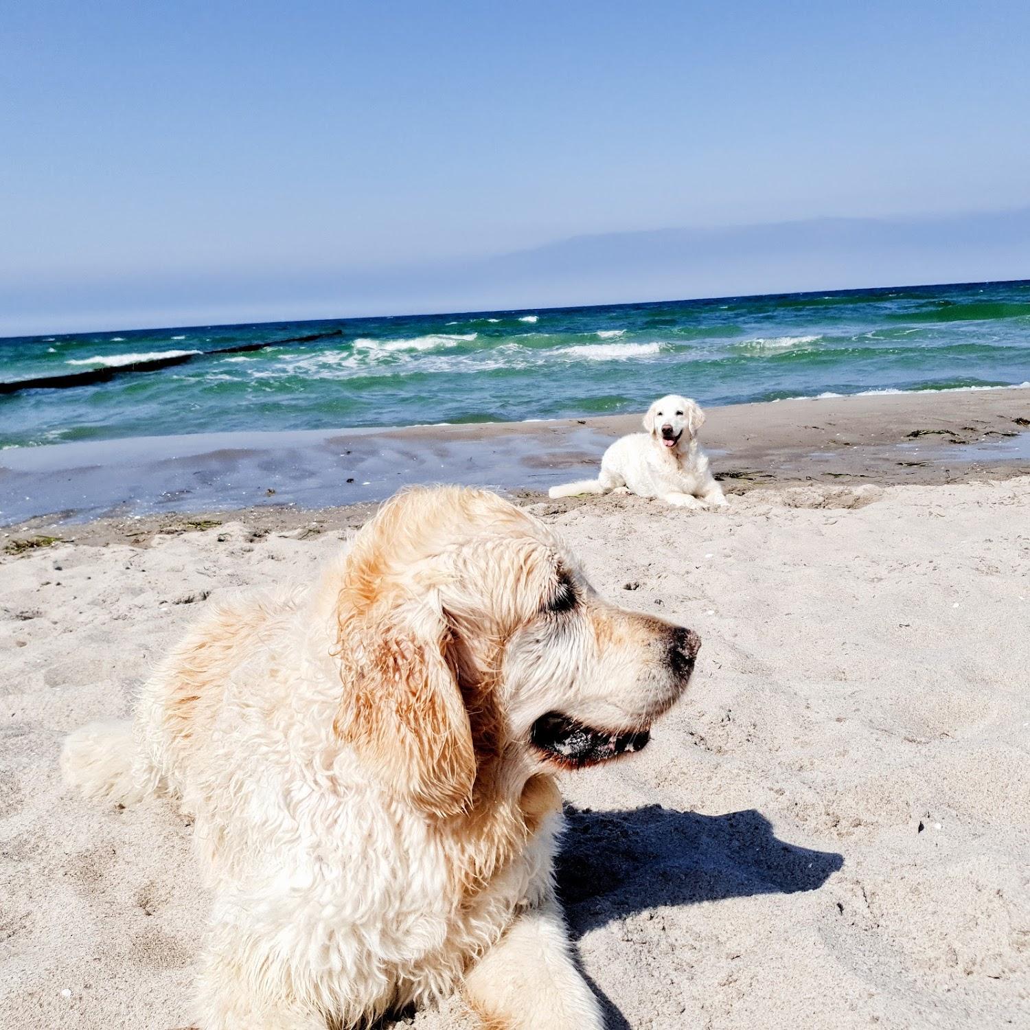 Cover Image for Camping "Am Freesenbruch" Zingst