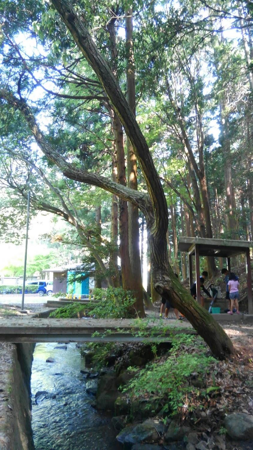 Cover Image for Kuwagai Camping Ground