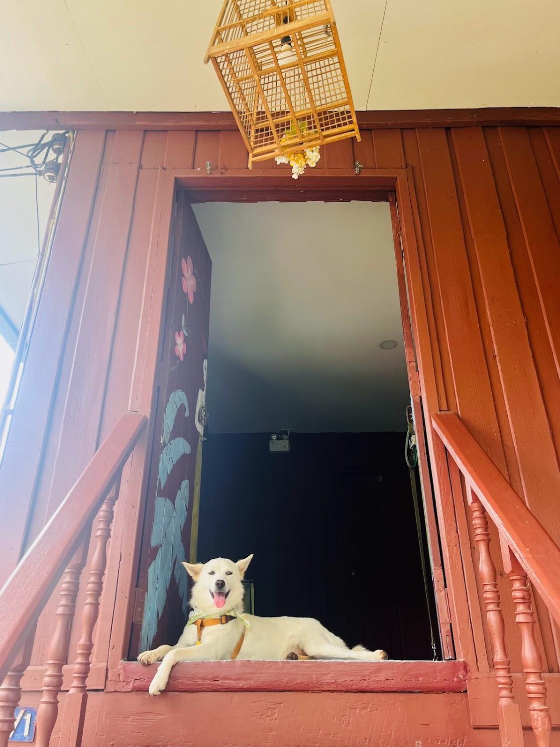 Cover Image for Wooden Hostel