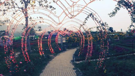 Cover Image for The Bloom, Khao Yai