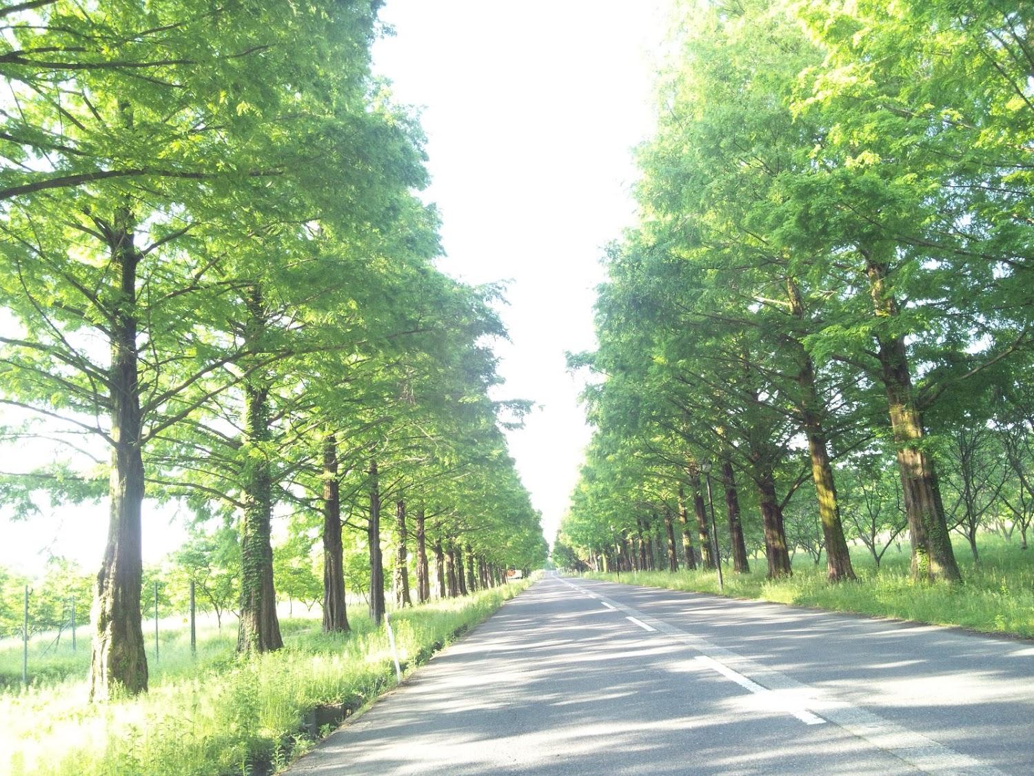 Cover Image for Pension Biwako