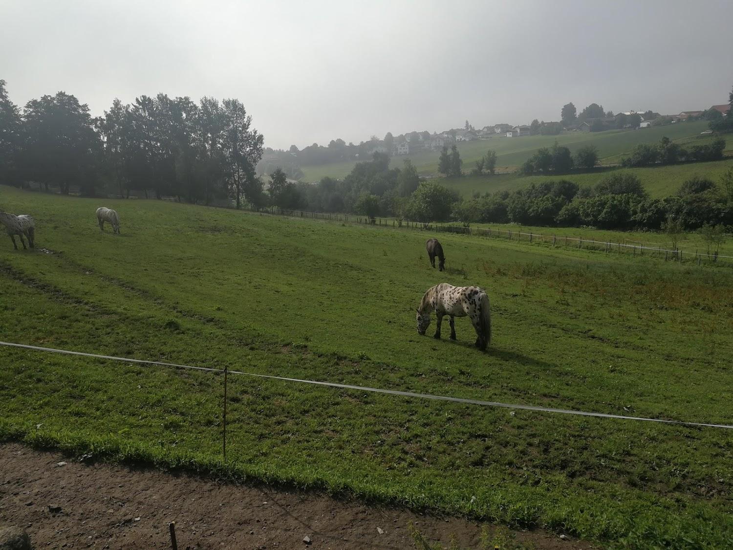 Cover Image for Tigerhill Ranch