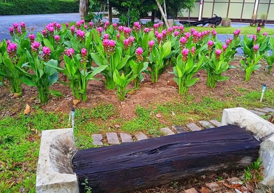 Cover Image for โรงแรมบ้านตูนรีสอร์ท