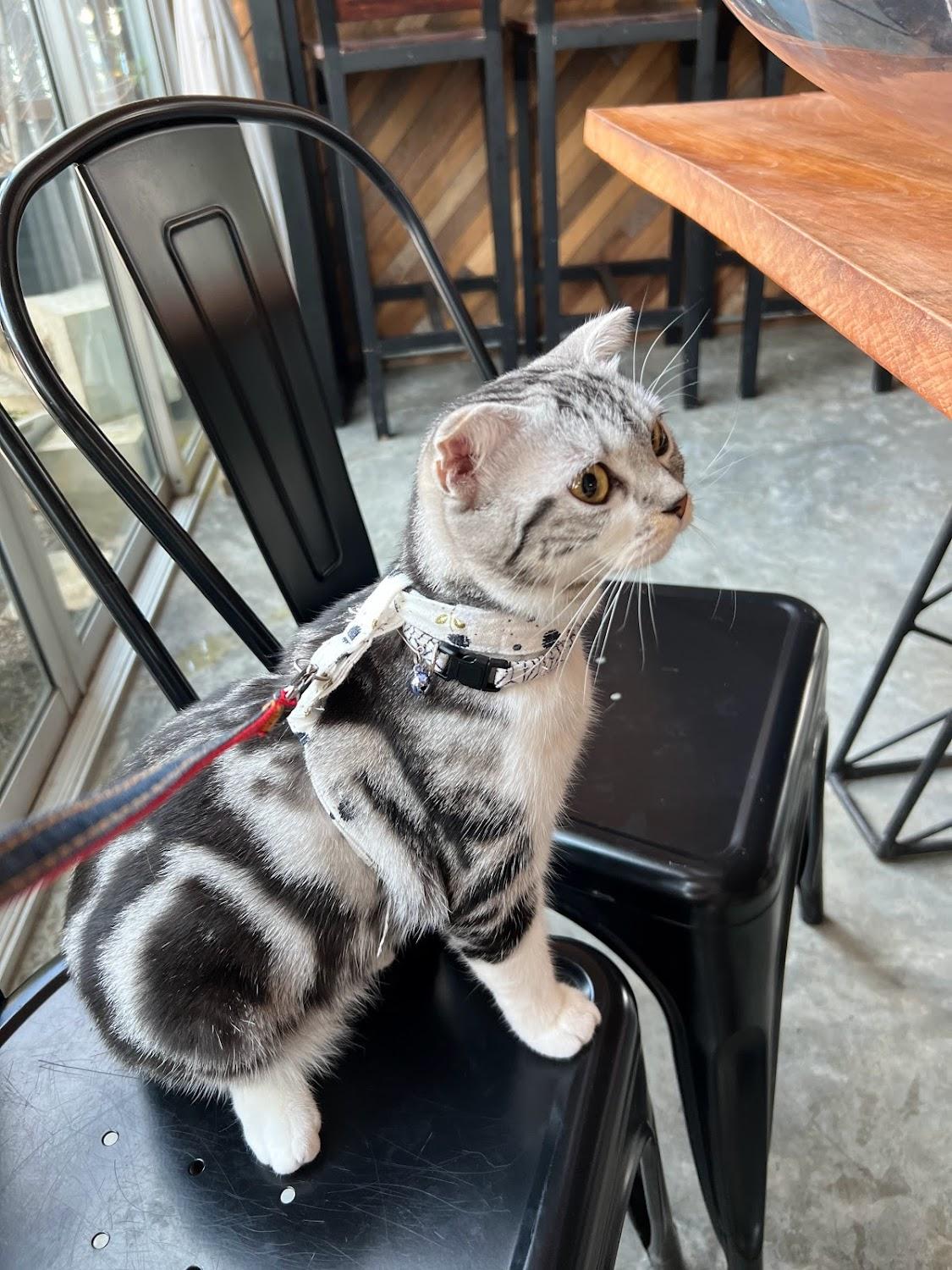 Cover Image for Ketawa Pet Friendly Hotel and Cafe