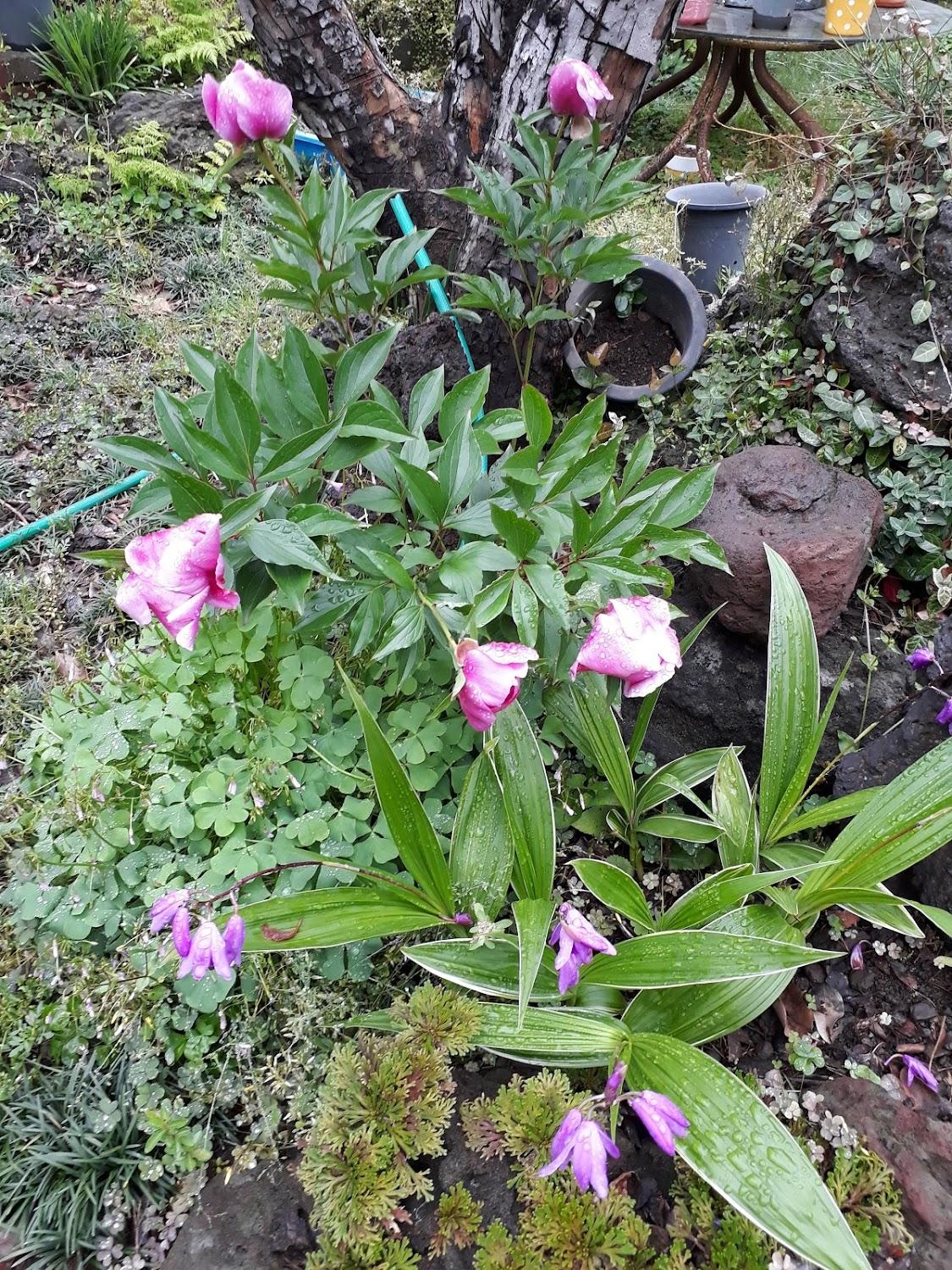 Cover Image for Jeju Tokki