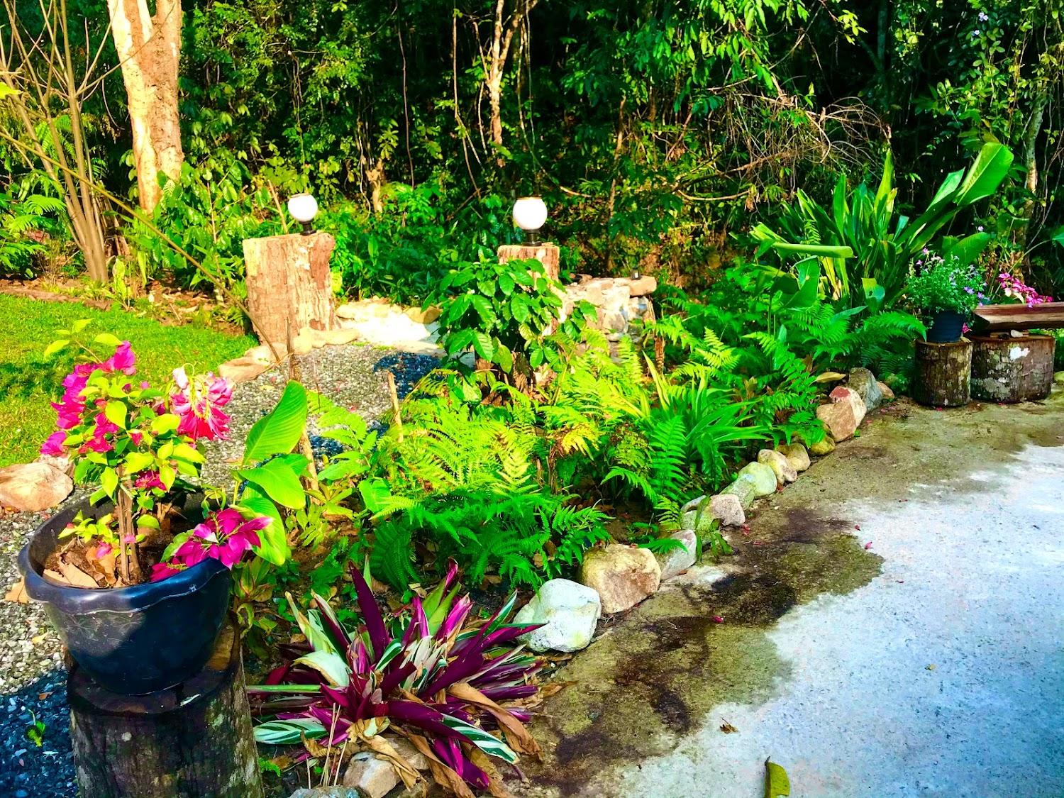 Cover Image for บ้านต้นไม้แม่ลาย