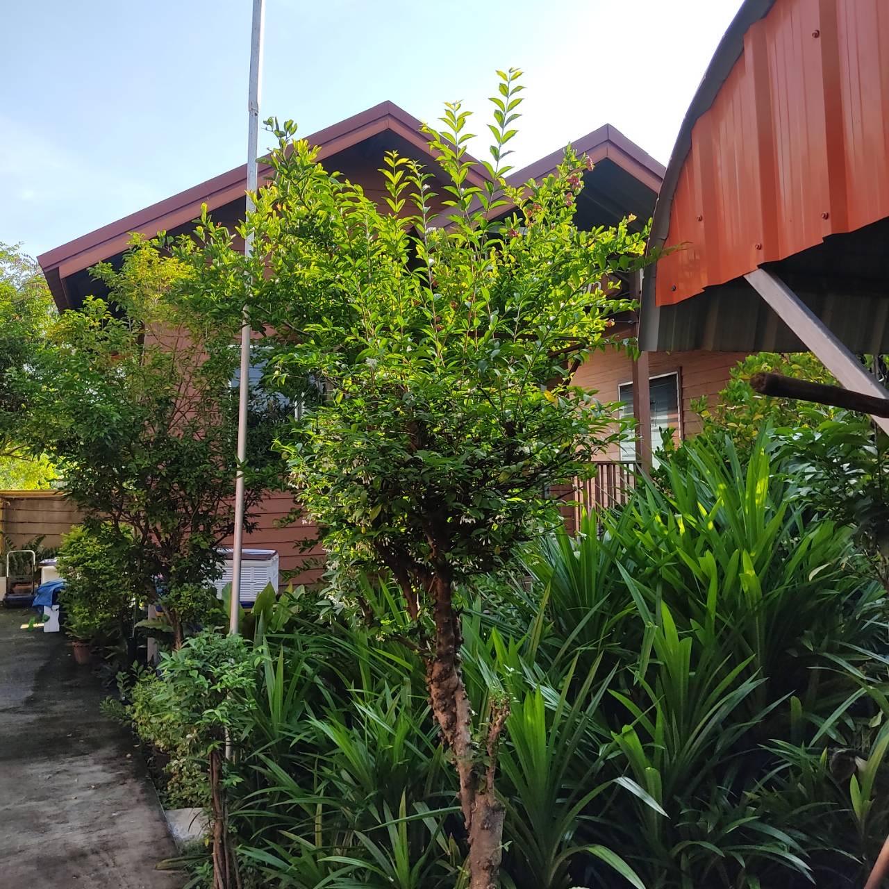 Cover Image for Gardenhome Phitsanulok resort