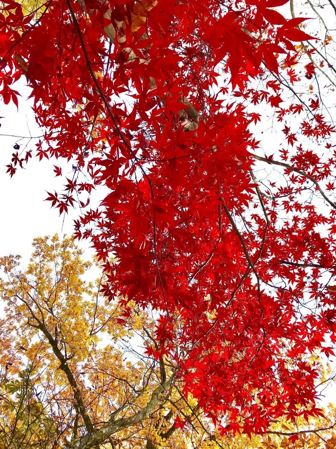 Cover Image for Hakuba Canadian Lodge 白馬カナディアンロッジ