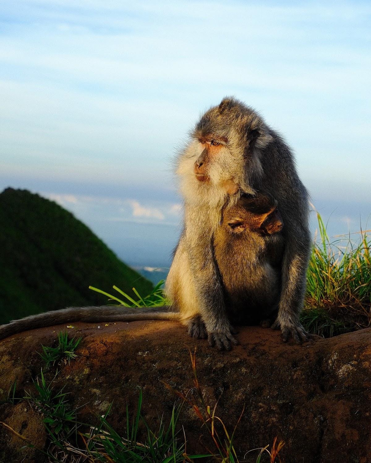 Cover Image for The Pala Ubud Villas