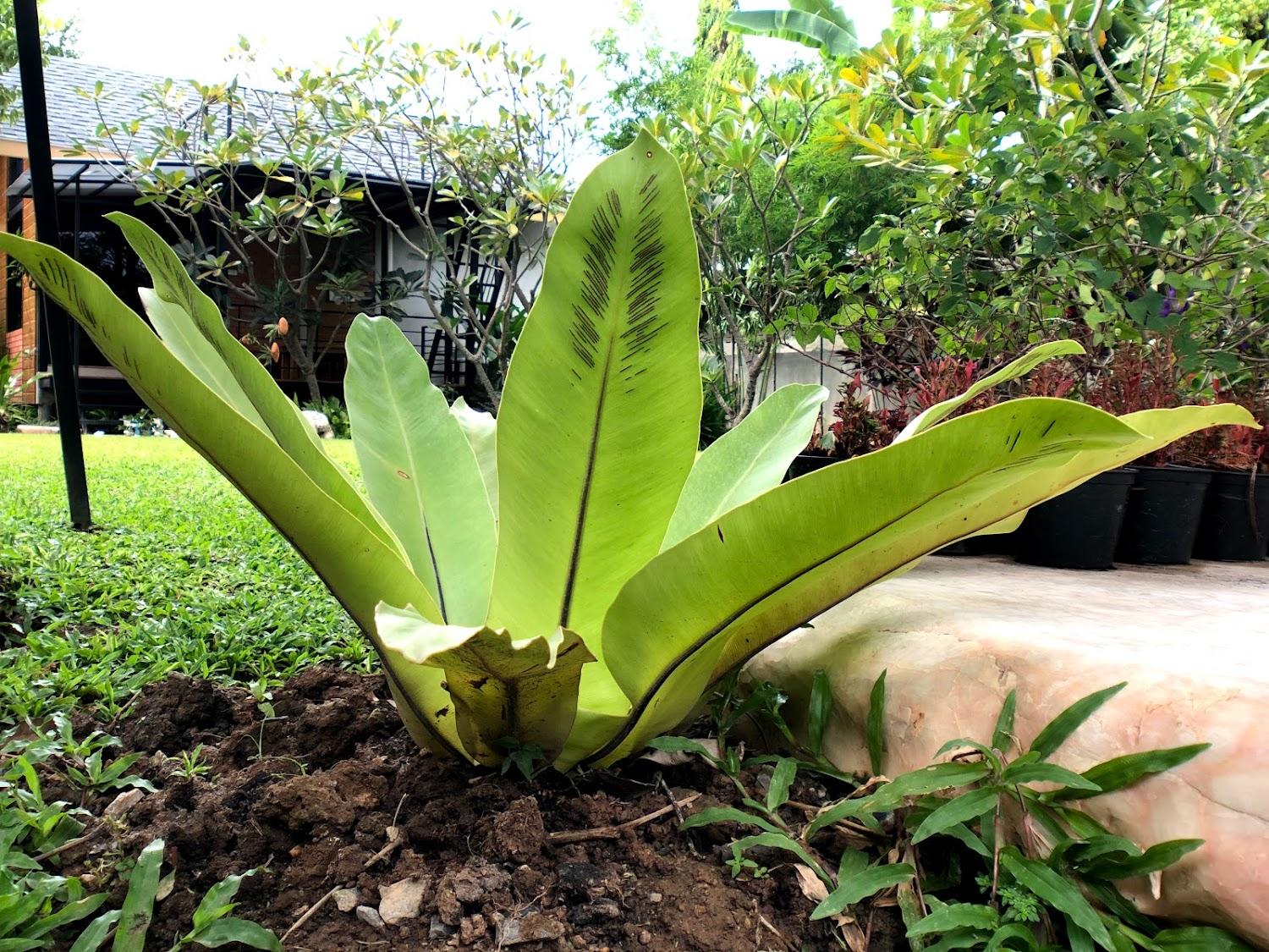 Cover Image for Baan IngSuan