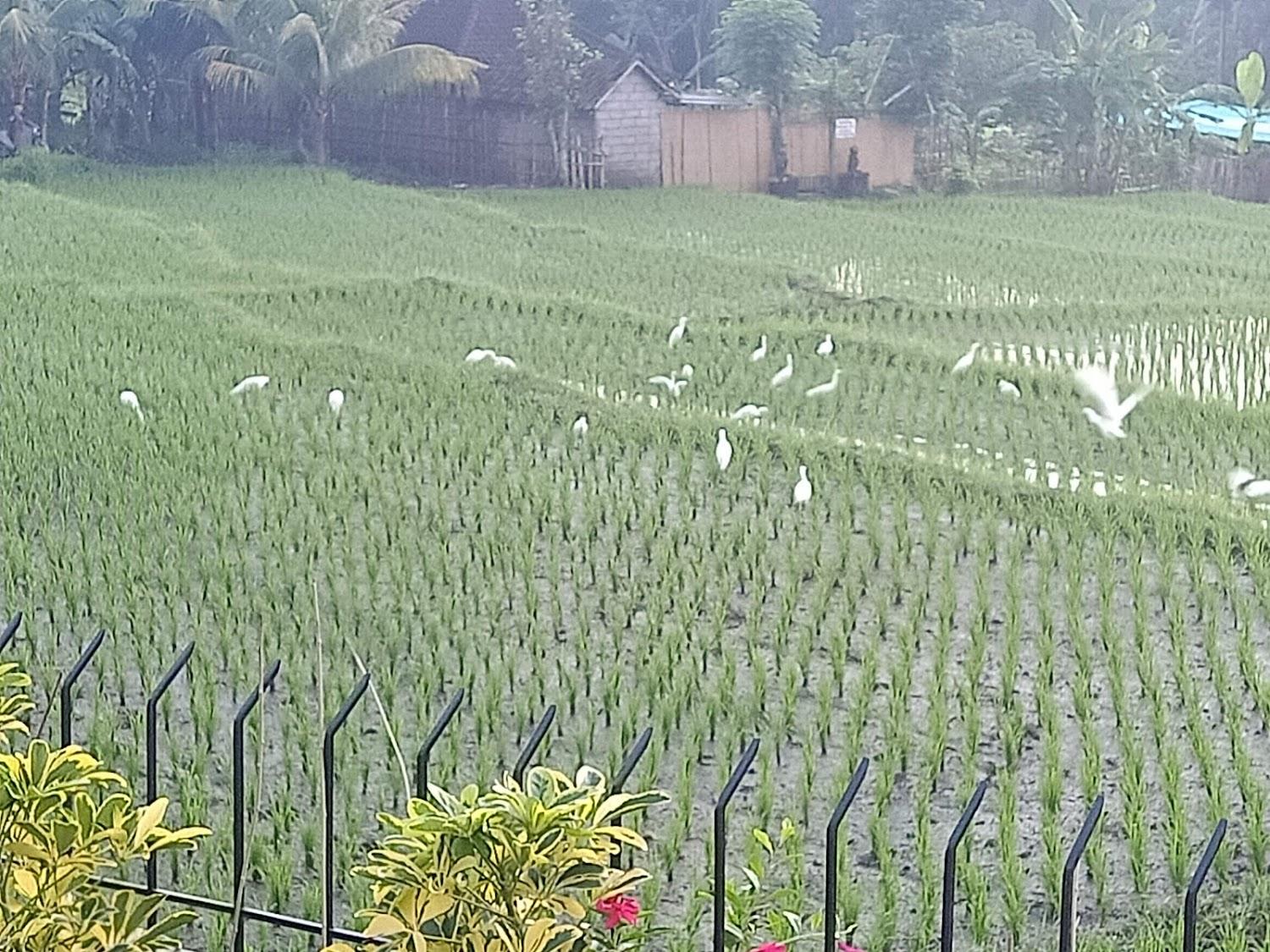 Cover Image for Villa D'Alas Ubud