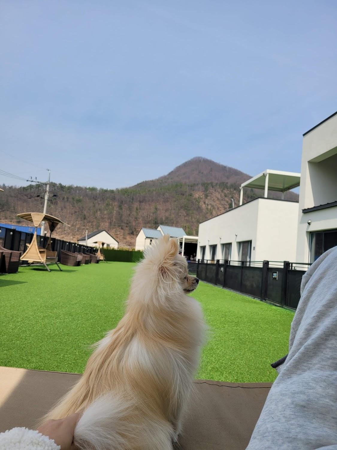 Cover Image for 몽이네애견펜