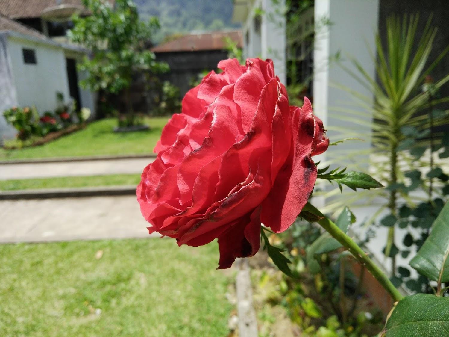 Cover Image for Wisma Nangun Kerti Bedugul