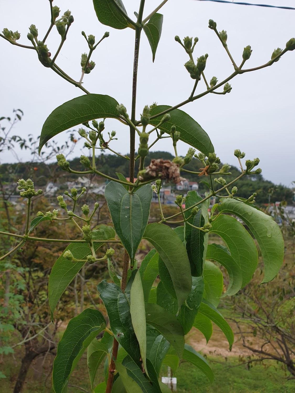 Cover Image for 호수 마을민박