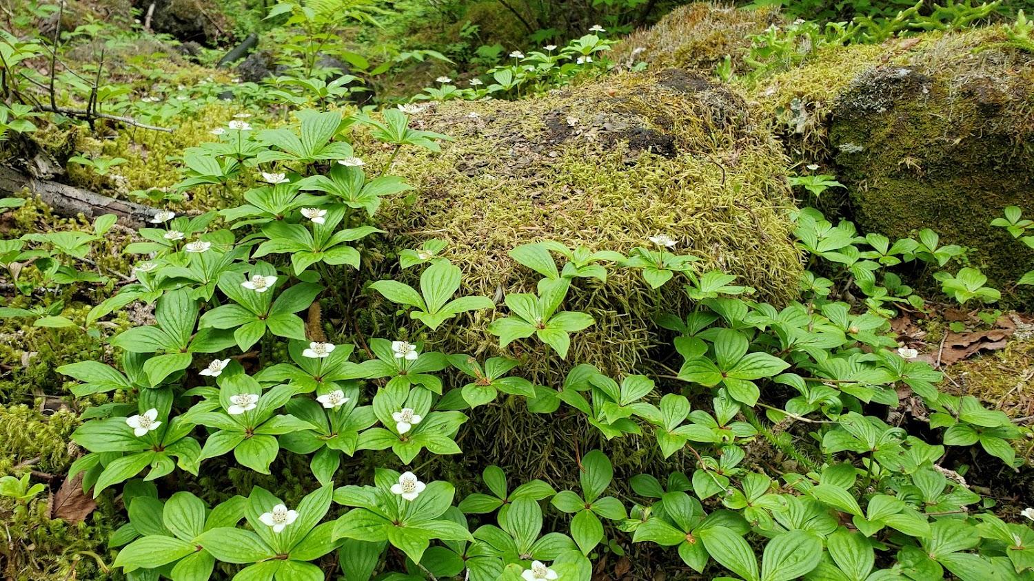 Cover Image for Ontake Natural Recreational Forest Kurumijima Campground