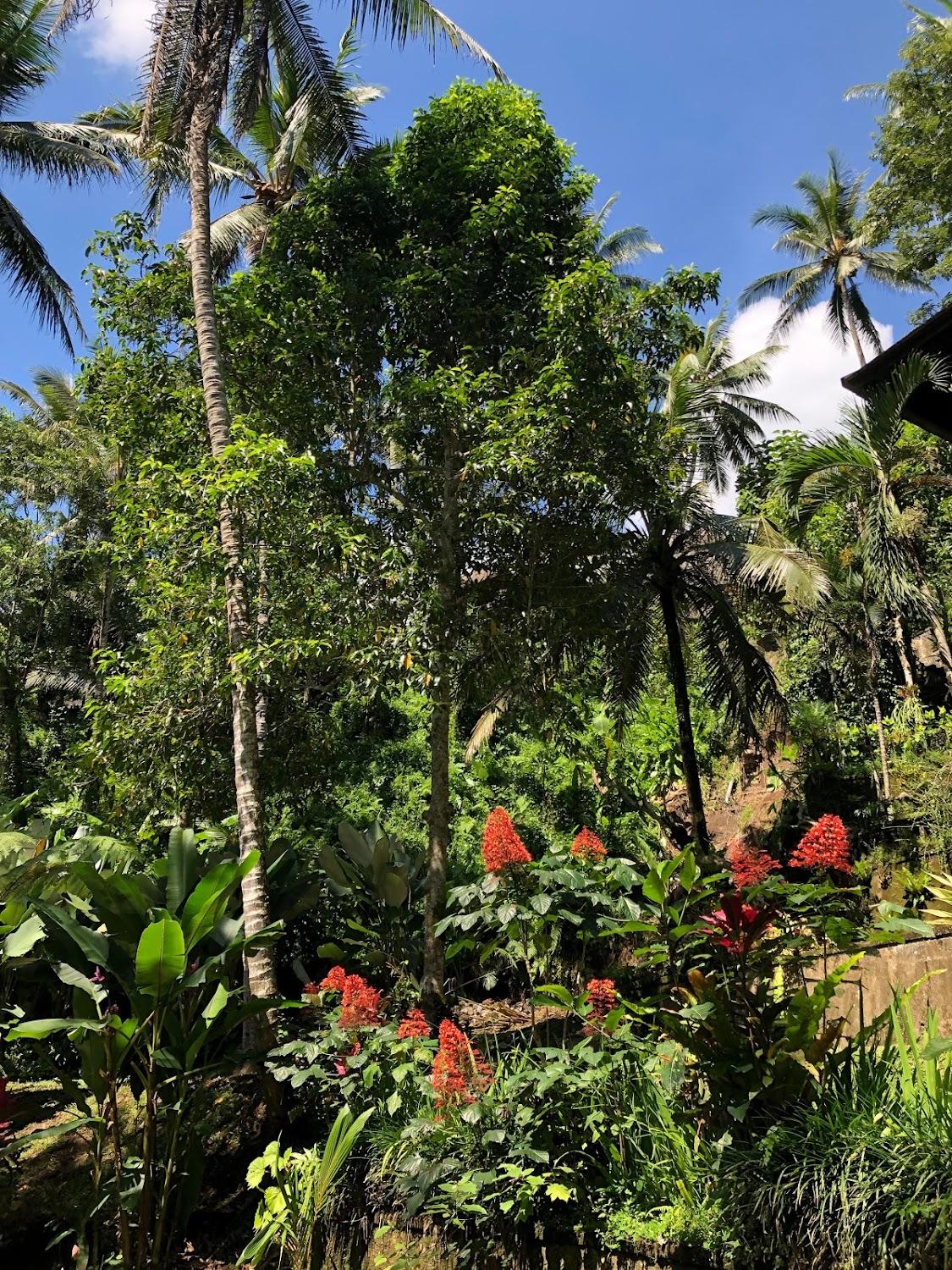 Cover Image for Kampung Cottages