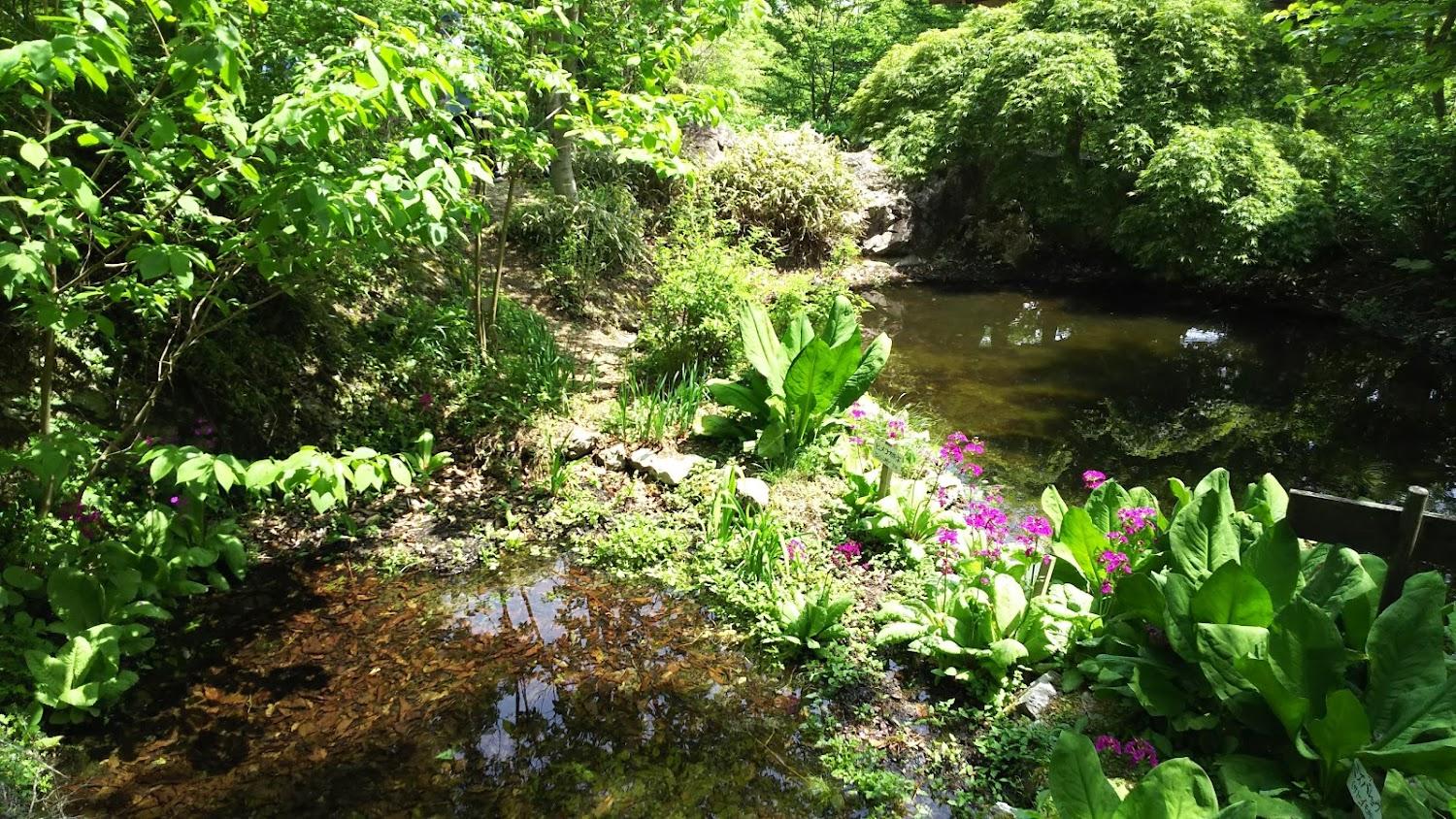 Cover Image for Shikokusangakushokubutsuen Gakujinnomori Camping Ground