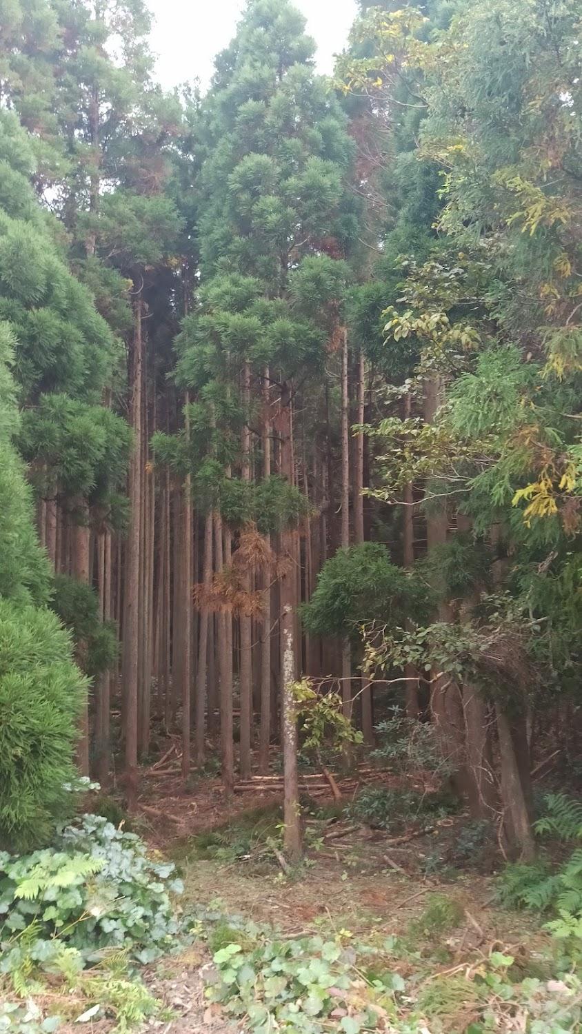 Cover Image for Yamaguchi