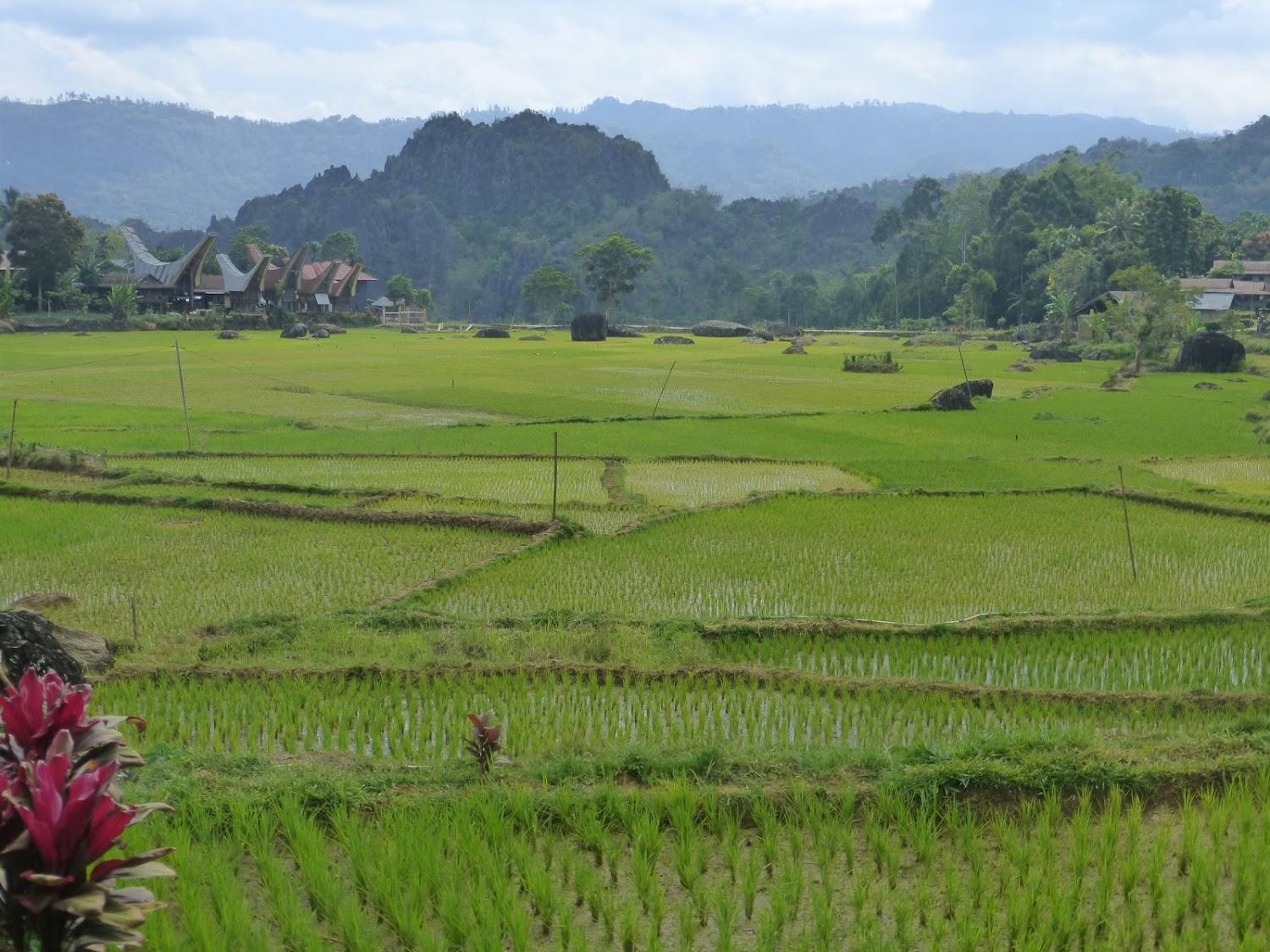 Cover Image for Rura Raya Homestay
