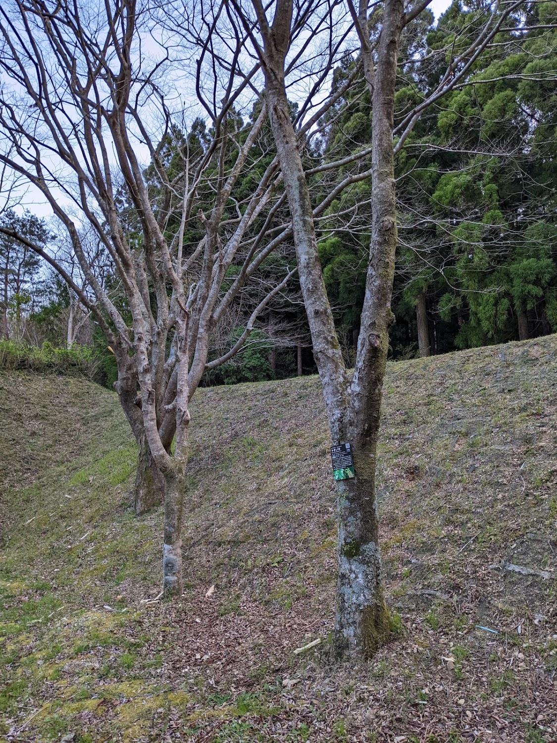 Cover Image for Hokigamine Forest Park Camping Ground