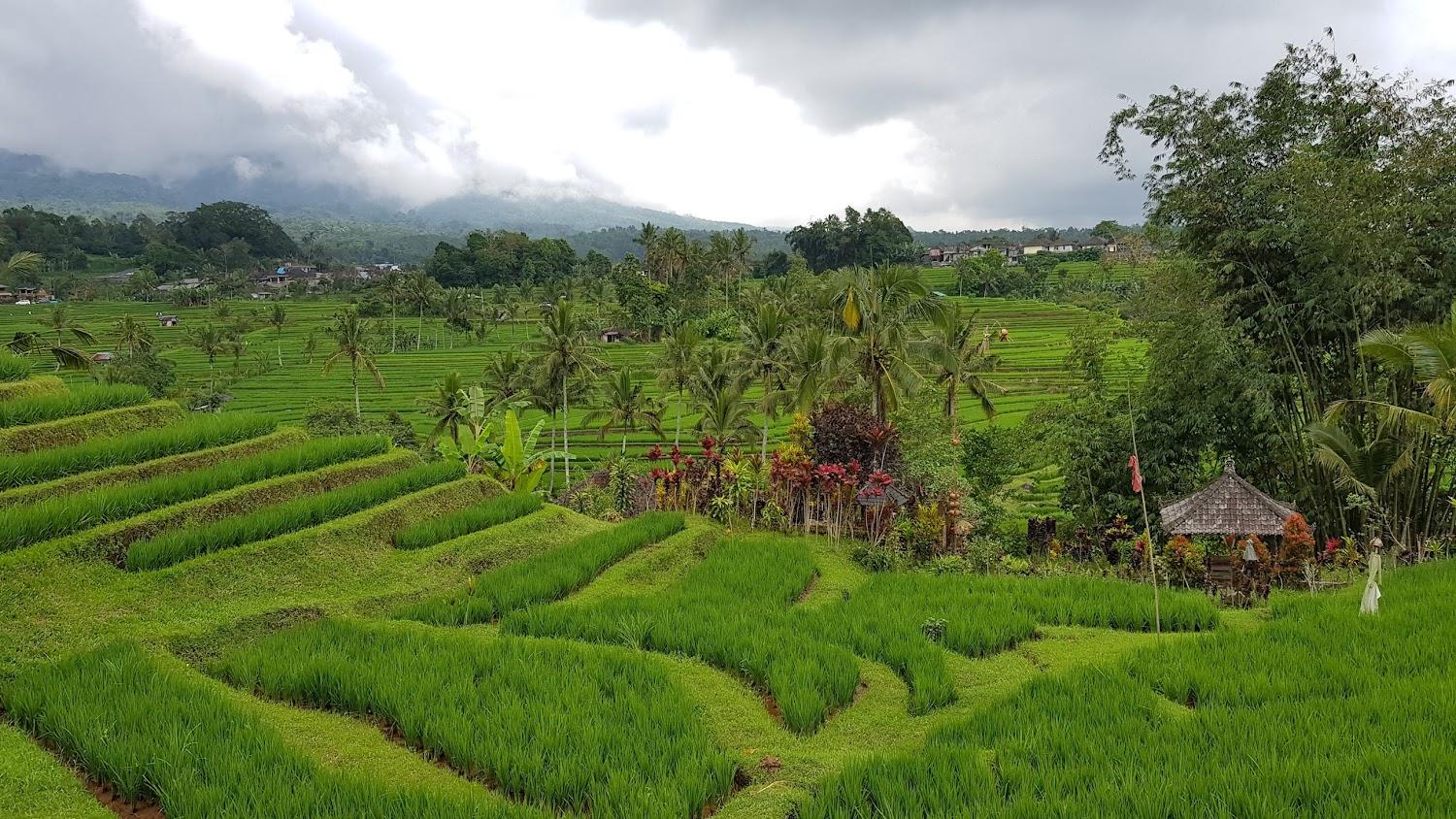 Cover Image for Warung Rekreasi Bedugul