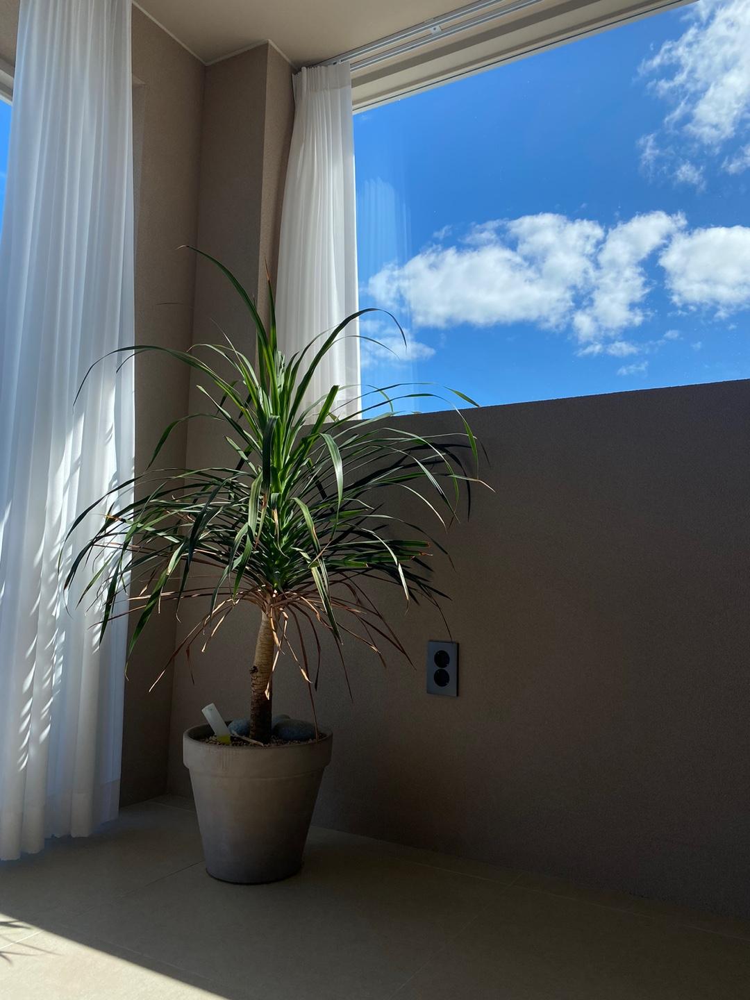Cover Image for Stay See