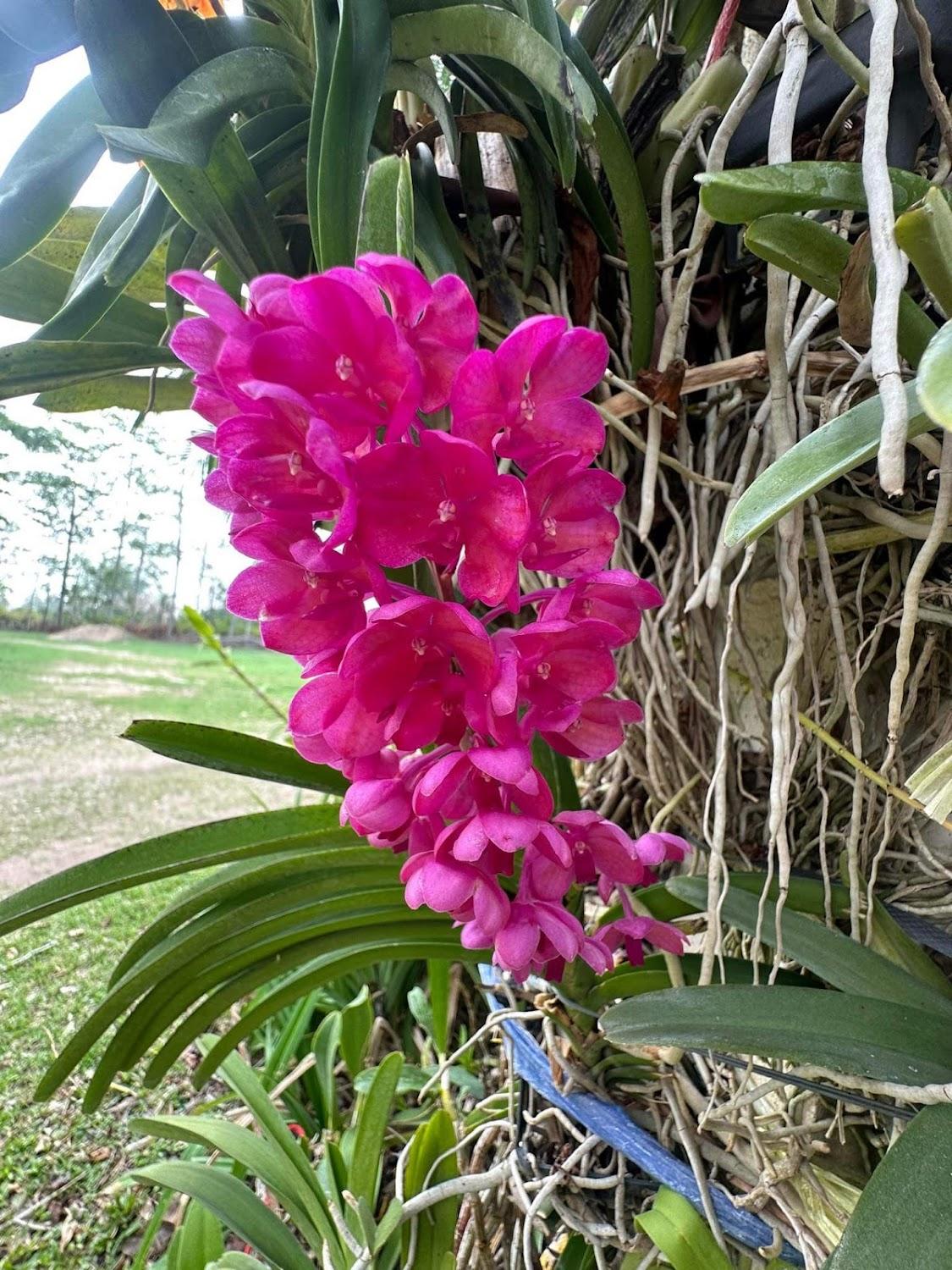 Cover Image for Ploy Chomphu Resort