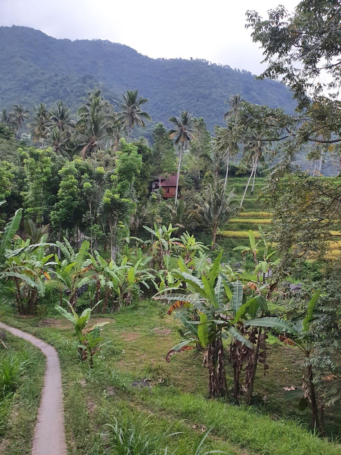 Cover Image for Uma d'Nyuh Homestay
