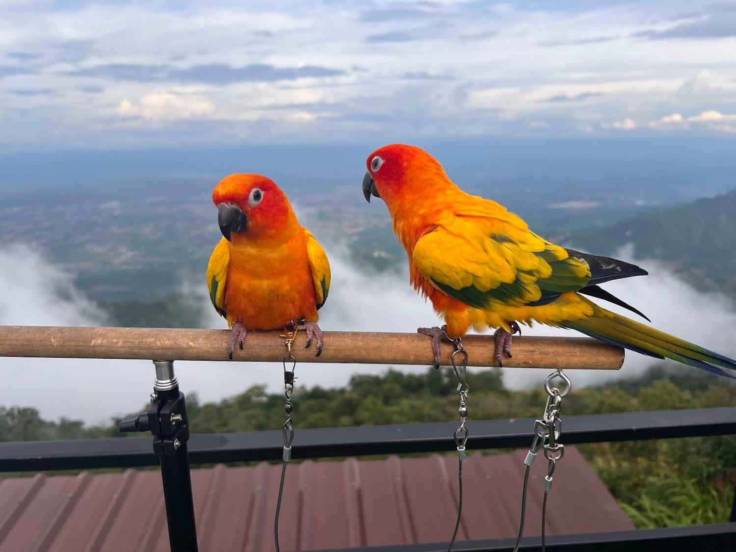 Cover Image for ไร่ปัญญา ภูทับเบิก