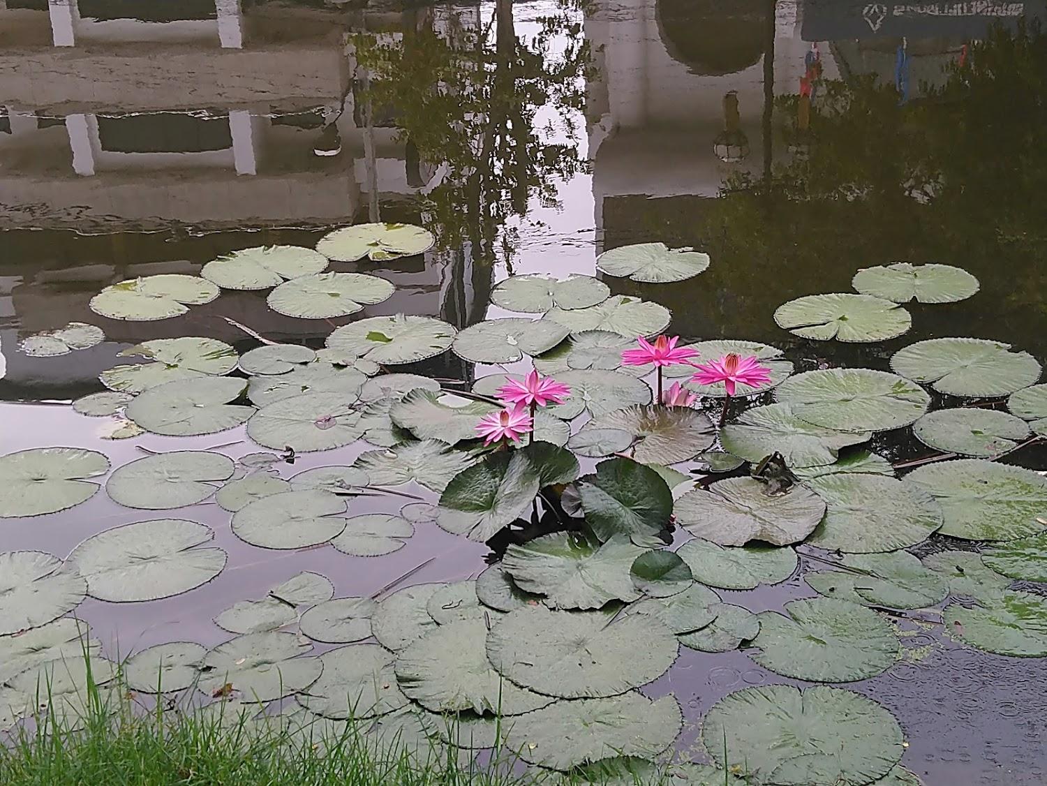 Cover Image for Baanchernchiangmai Hotel