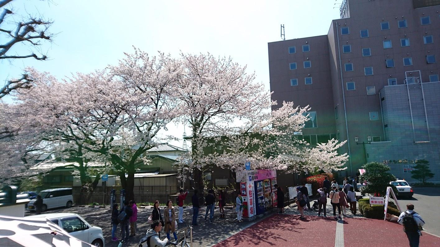 Cover Image for Hotel Harada in Sakura
