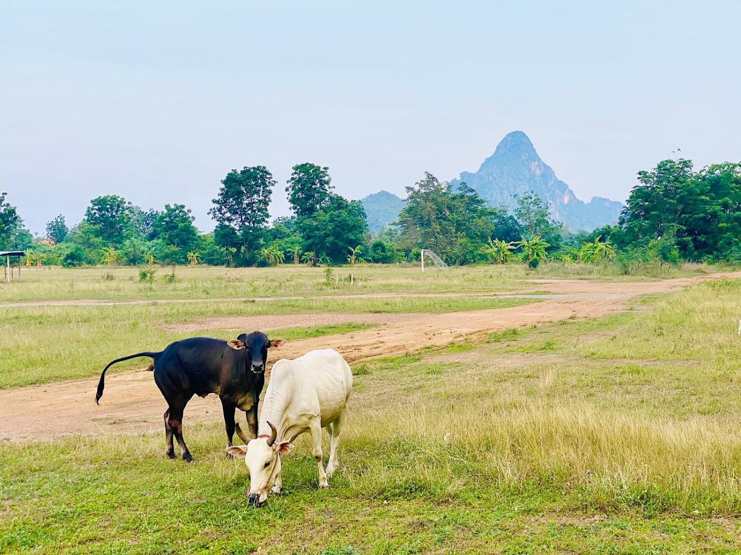 Cover Image for Baan Suan Khiriwong บ้านสวนคีรีวงศ์