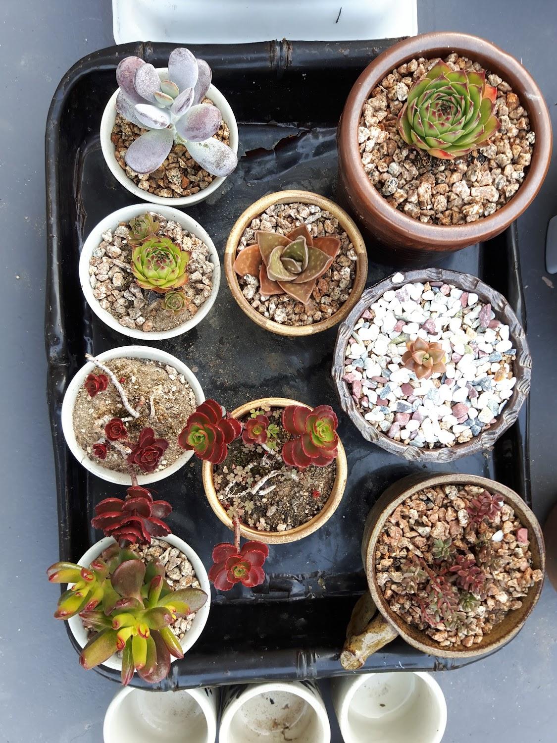 Cover Image for 행운하우스