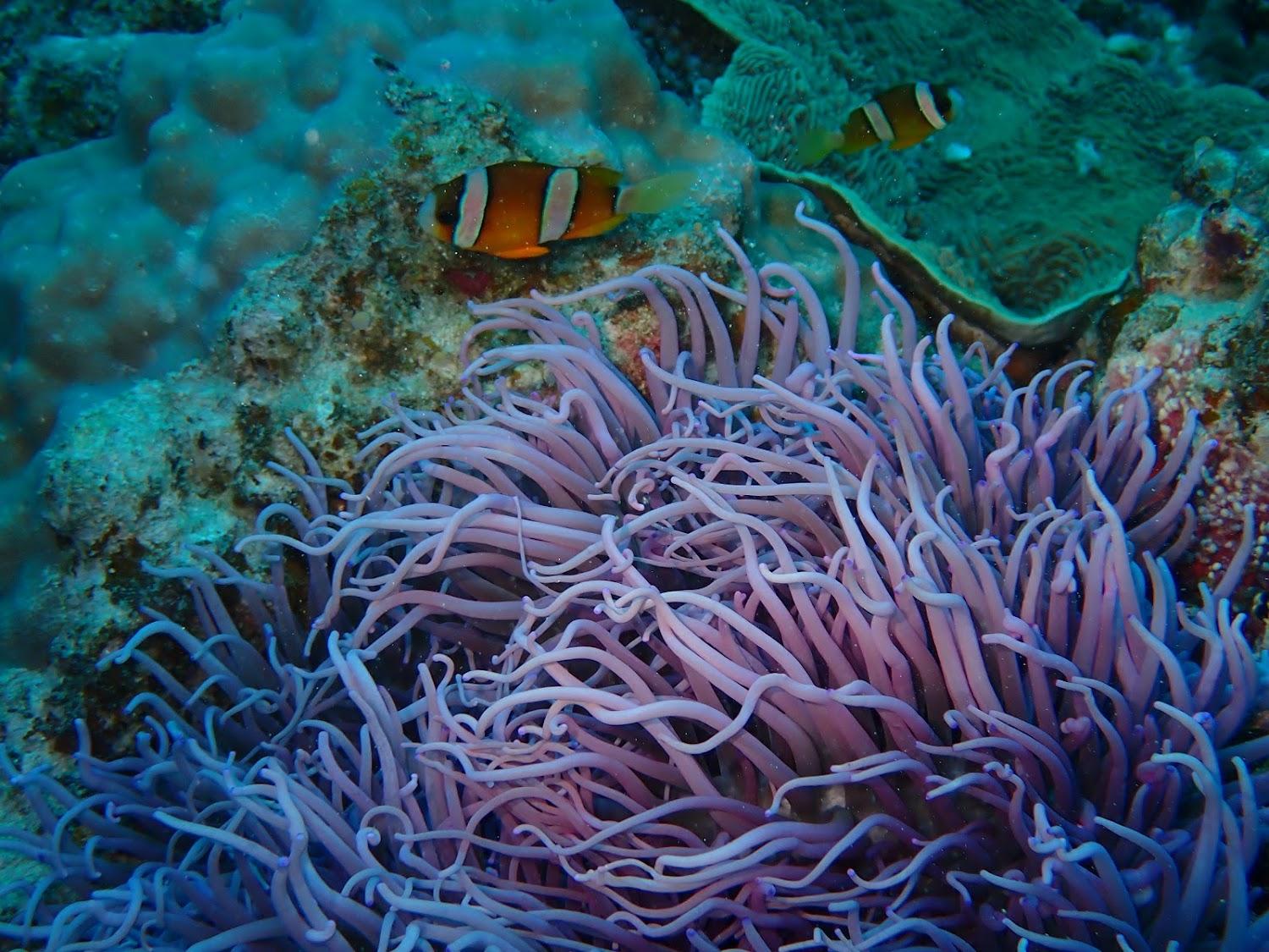 Cover Image for Dive-Inn-Hama