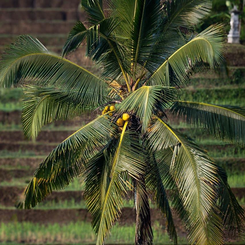 Cover Image for D'ume Bendoel homestay