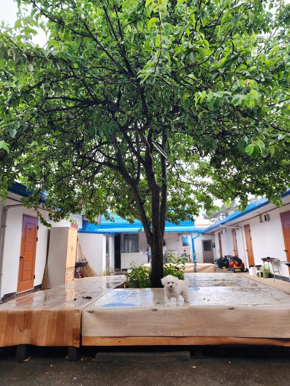 Cover Image for 맘모스민박