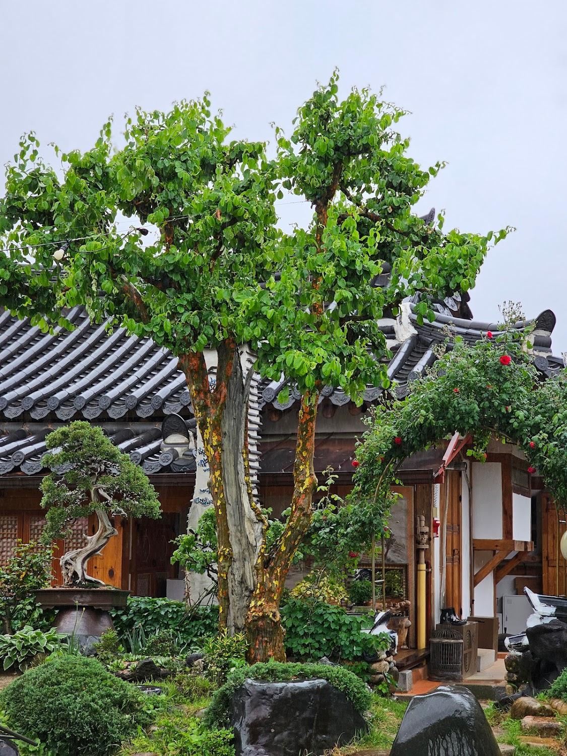 Cover Image for Iodang