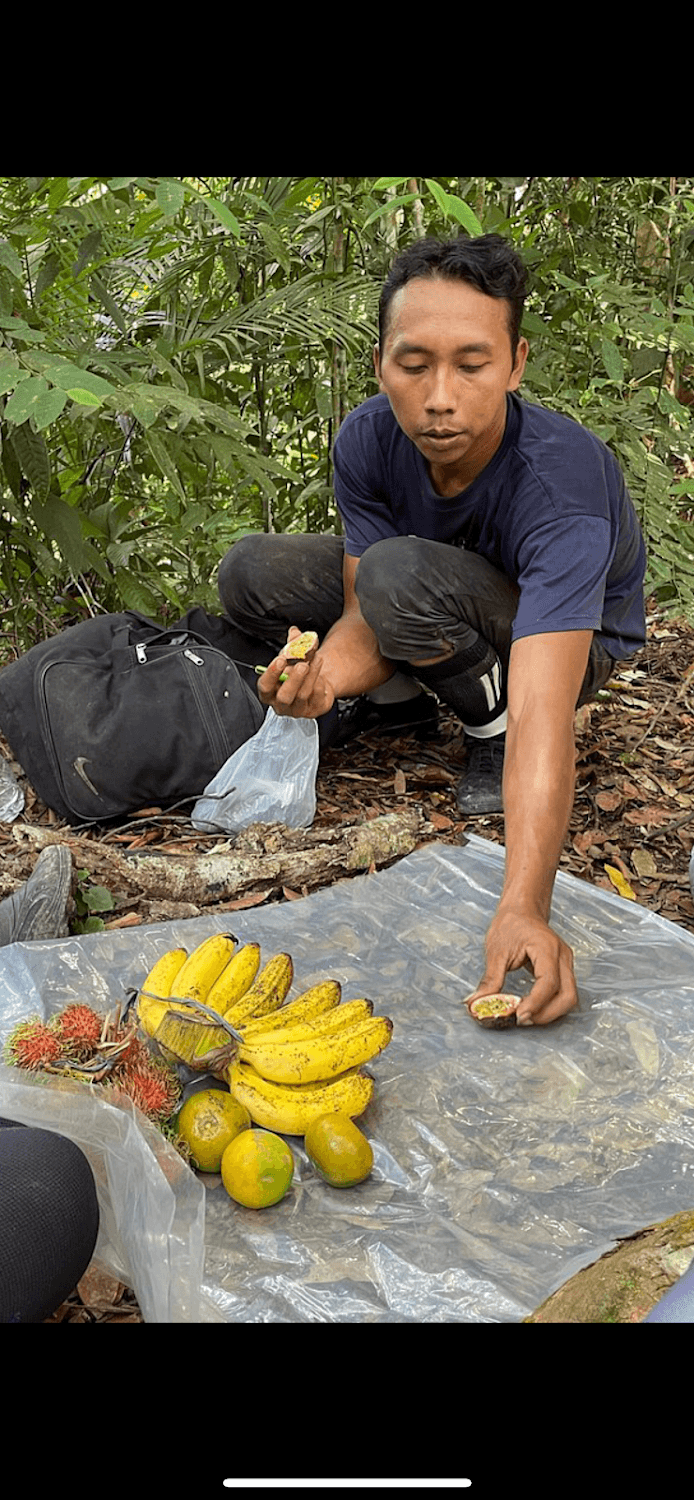 Cover Image for Kupu Kupu Jungle Trekking Bukit Lawang