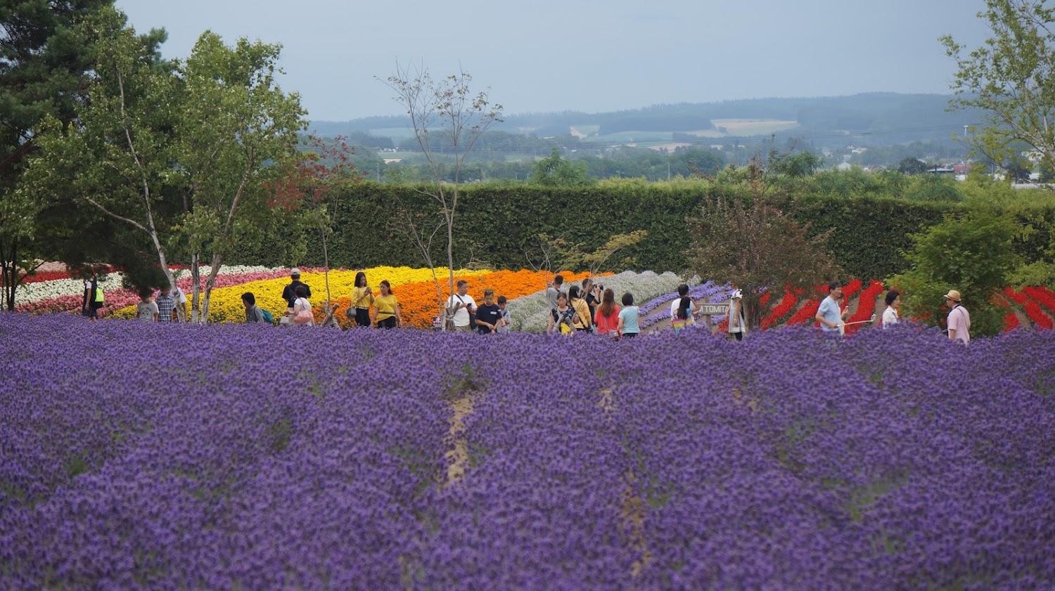 Cover Image for Nakafurano Forest Park