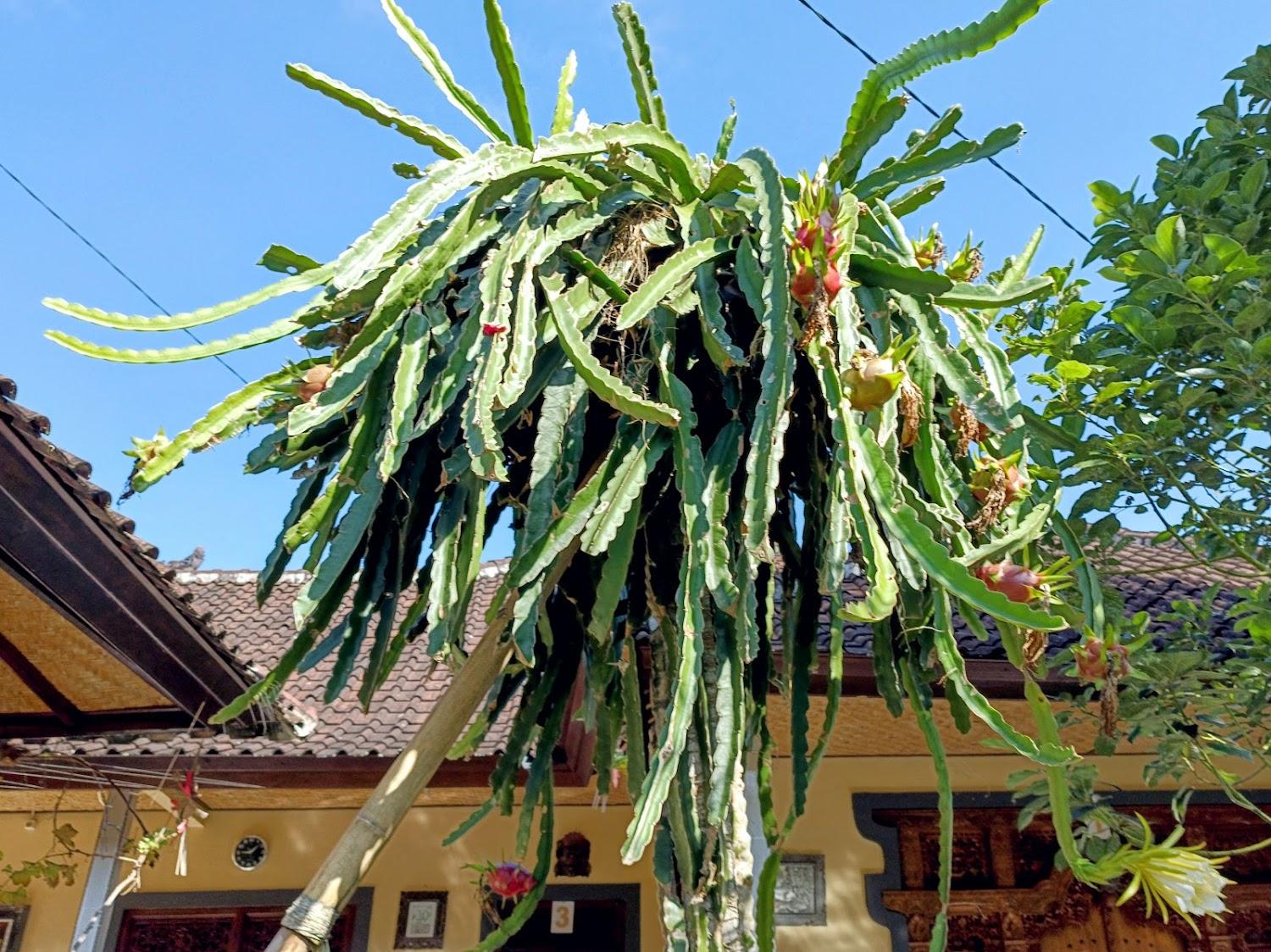 Cover Image for Muka House Ubud