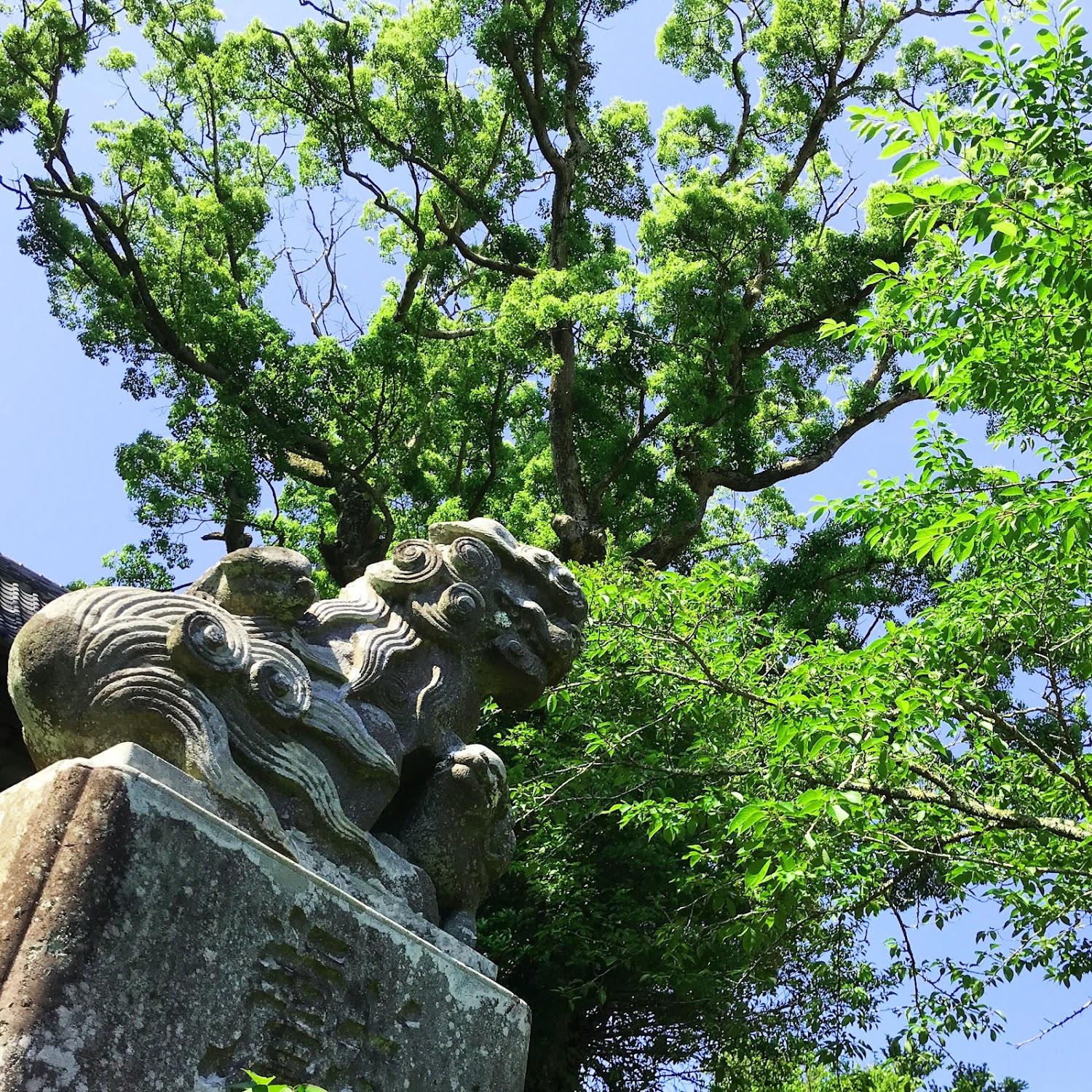 Cover Image for Kusunoki