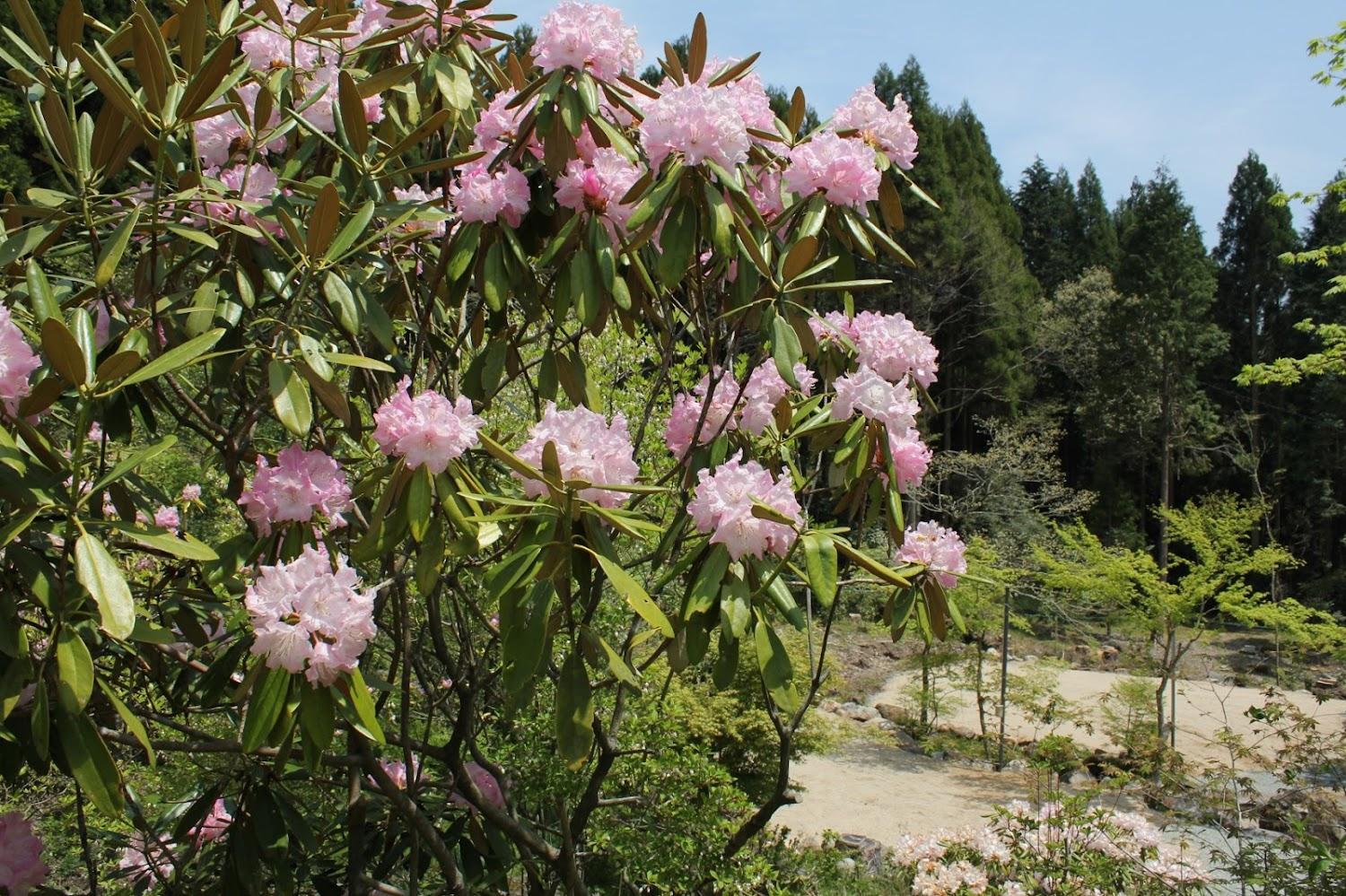 Cover Image for Kakkonosato Camping Ground