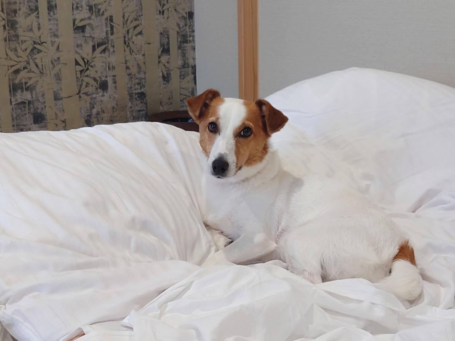 Cover Image for R with dog