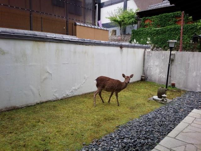 Cover Image for Miyajima Guest House Mikuniya